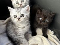 Britisch Kurzhaar Kitten