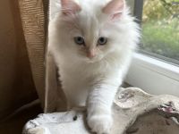 Reinrassige Ragdoll Kitten suchen Zuhause