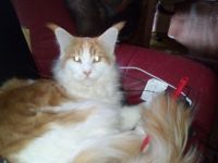 Red Tabby White Main Coon Kater mit Stammbaum