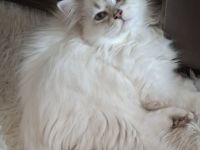 2 BLH MÄNNLICH SUCHEN EIN LIEBEVOLLES ZUHAUSE