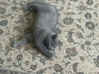 Bkh sucht neues Zuhause