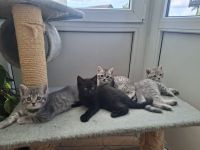 reinrassige Britisch Kurzhaar Kitten / BKH