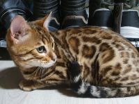 Reinrassige Bengal Kitten aus Seriöser Zucht