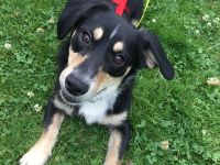 SAMY  -  lieber, kleiner Knopf