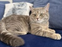 Verschmuste Pfote Perser/EKH