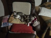 Norwegische sibirische Waldkatze Babys