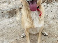 Molly - unser Notfall