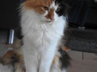 Maine Coon  x British Langhaar