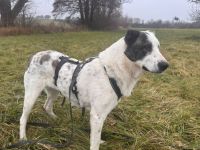 Deenah sucht ihr Für-Immer-Zuhause