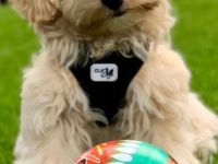 Zuckersüße Maltipoo Welpen