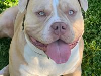 American Bully ABKC Deckrüde