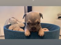 Französische Bulldoggen Welpen