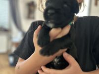 Süße Briard Welpen