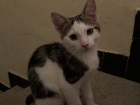 Männliches Kitten sucht liebevolles Zuhause!