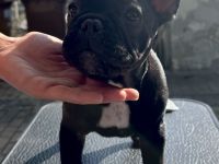 Wunderschöner Französische Bulldogge Welpe