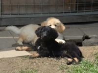 Hovawart Welpe sucht neues Zuhause