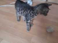 Katzenbaby sucht liebevolle Zuhause