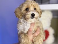 Liebevolle Maltipoo Welpen suchen ihr Für Immer Zuhause