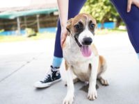 Hunde-Kind Benjamin Blümchen