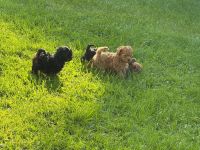 Auszugbereit ! Asiatische Abstammung Toy Pudel / Welpen/ Pudel / Toypudel / Minipudel / Zwergpudel