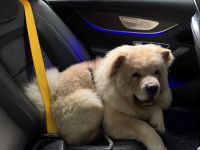 Liebevoller 6 Monate alter Rüde sucht ein neues ZuhauseJa