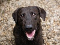 KYLO Labradormix - freundlicher Begleiter mit ruhiger Ausstrahlung und liebevollem Wesen!