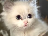 Ragdoll / Ragdoll-Cherubim Kitten mit Stammbaum