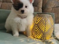 Papillon Rüde Welpe