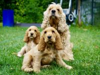 Englisch Cocker Spaniel Welpen in Gold