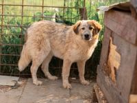 Fiena - sucht einfühlsame Familie!