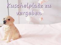 Liebevolles Zuhause für Golden Retriever zu vergeben