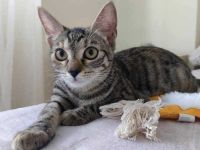 Kleiner Panther Pagira