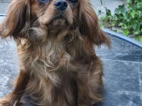 Cavalier King Charles Spaniel Mädchen abzugen