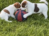 Parson Russell Terrier Welpen