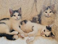 Hübsche Poly Norwegische Waldkatzen Mädchen