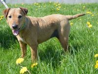 DAGGY, Foxterrier Mischlingshündin (kastriert) SGB 290,00 €