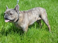 BOTTICELLI, Französische Bulldogge (kastriert) SGB 690,00 €