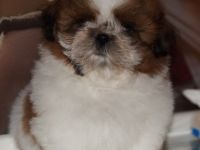 Shih Tzu Welpen zur Abgabe