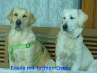 Wurfplanung 02.26 Golden Retriever Welpen Reinrass