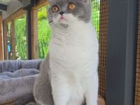 Mega verschmuste Britisch Kurzhaar Katze