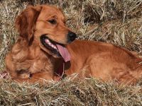 Wurfplanung ca. 02. 26 Golden Retriever Welpen Reinrassig Dark Braun