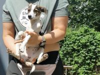 Wer schenkt Nanee ein liebevolles Für-Immer-Zuhause?