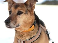 Susa sucht ihre Menschen