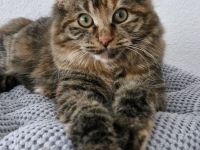 Kurilian Bobtail Kitten Katzenbaby Katze mit Stammbaum