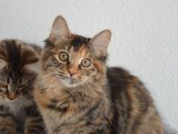 Kurilian Bobtail Kitten Katzenbaby Katze