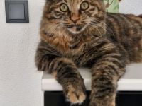 Kurilian Bobtail Kitten Katzenbaby Katze mit Stammbaum