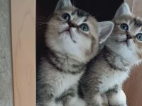 BKH Kitten mit Stammbaum