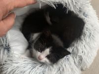 Kleine Hauskatzen suchen liebevolles Zuhause