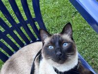 Wunderschöner Siamkater sucht liebevolles Zuhause