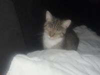 2 Europäische Kurzhaar Katzen abzugeben